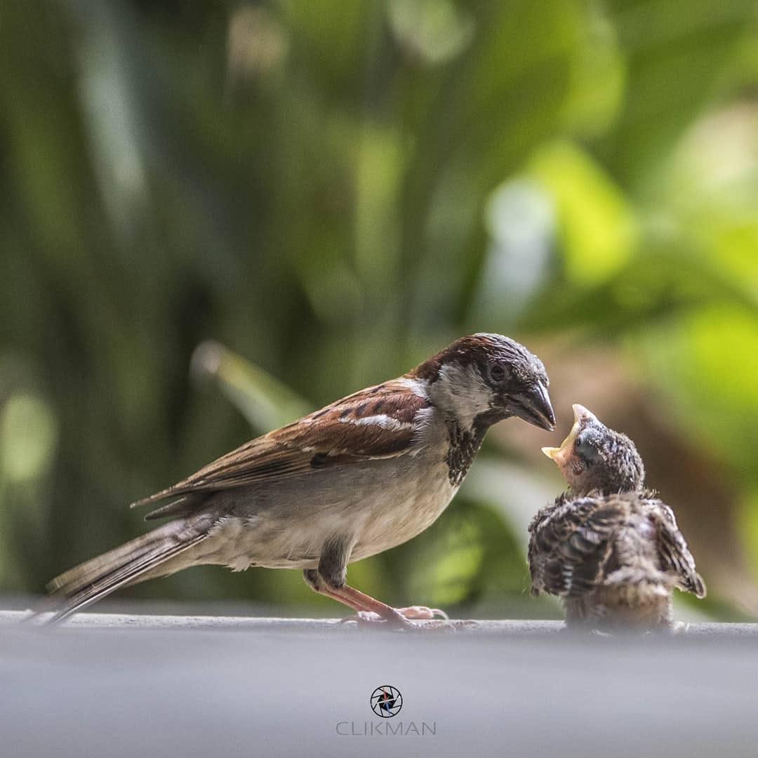 Tender Care or First Bites